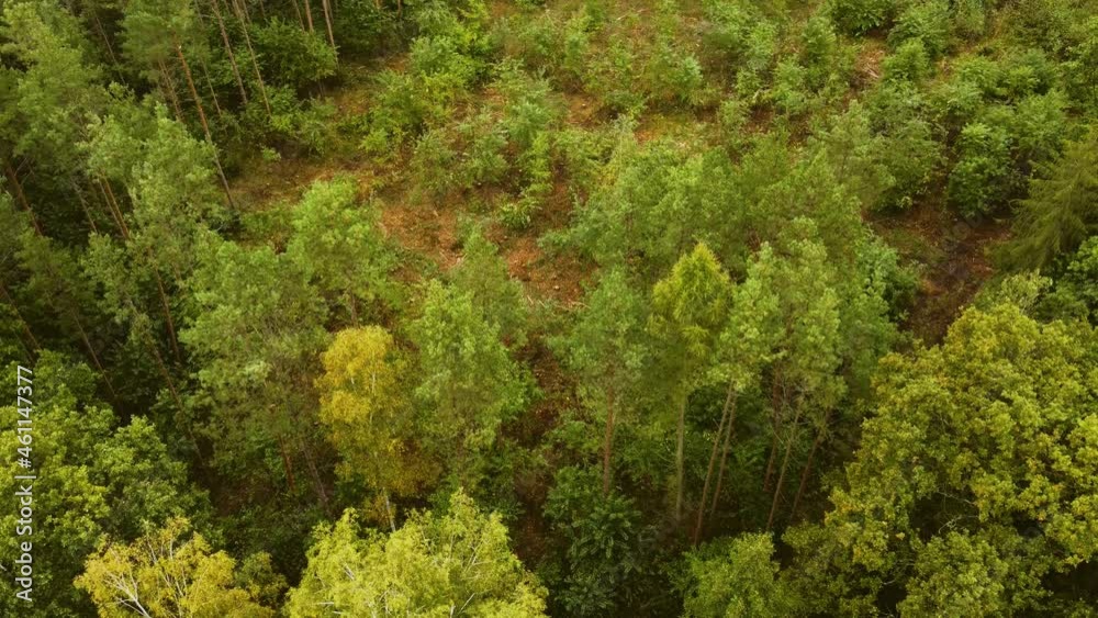 waldstück im spätsommer luftbild