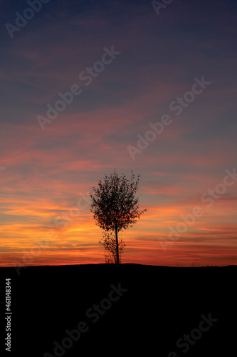 Lonely tree at dramatic sunset in autumn, Poland Poznan