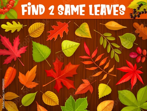 Kids maze game, find two same autumnal leaves, vector tabletop riddle. Find and match correct autumn leaf of oak, maple or rowan, elm or birch and ash tree, kids cartoon board game puzzle