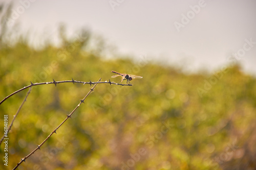 Libelula en el desierto 