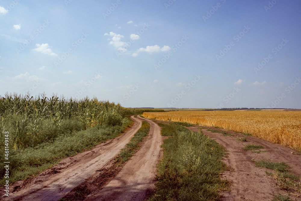 Wheat and corn to the horizon. Agricultural fields. Ecological agriculture concept. Selective focus.