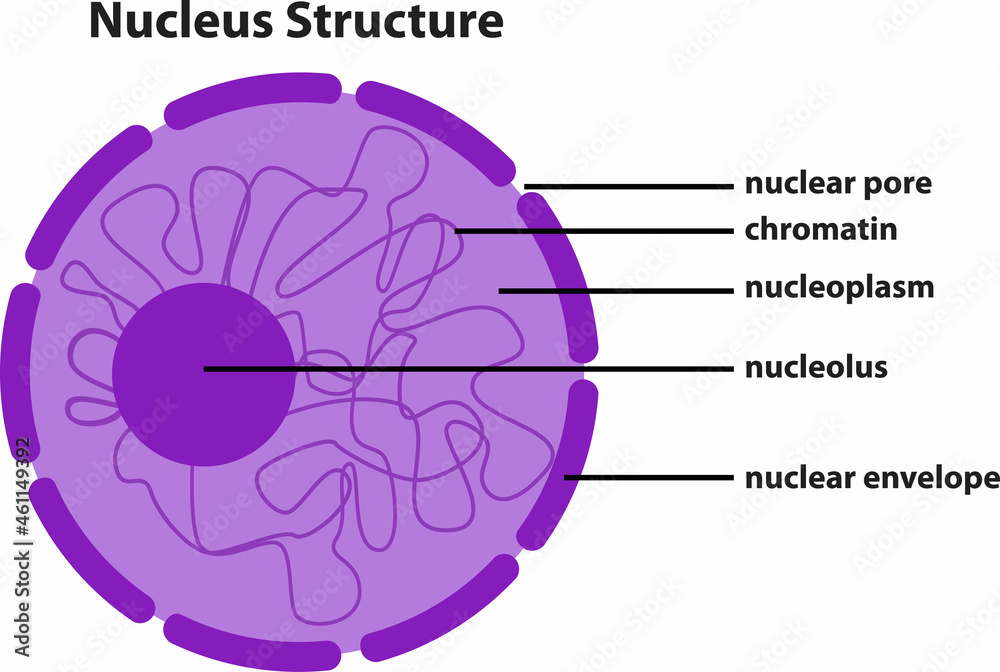 Poster The Diagram Of Nucleus Structure Tableau Europosters