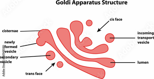 the diagram of Goldi apparatus Structure
