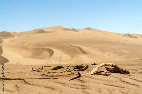 view from Nature and landscapes of dasht e lut or sahara desert with rotten tamarisk tree . Middle East desert