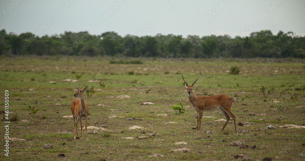 Pássaros do Pantanal