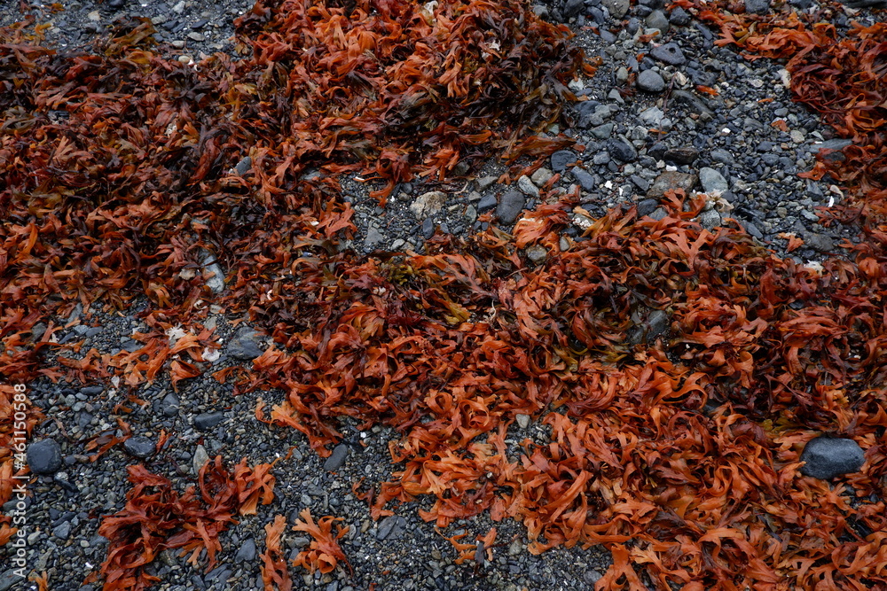 Orange Seaweed