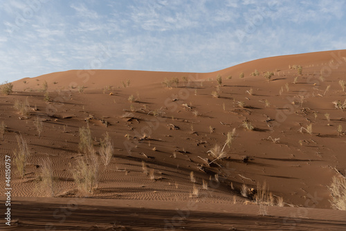 view from Nature and landscapes of dasht e lut or sahara desert with rotten tamarisk tree . Middle East desert photo