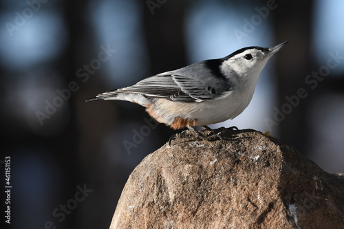 white breasted nuthatch