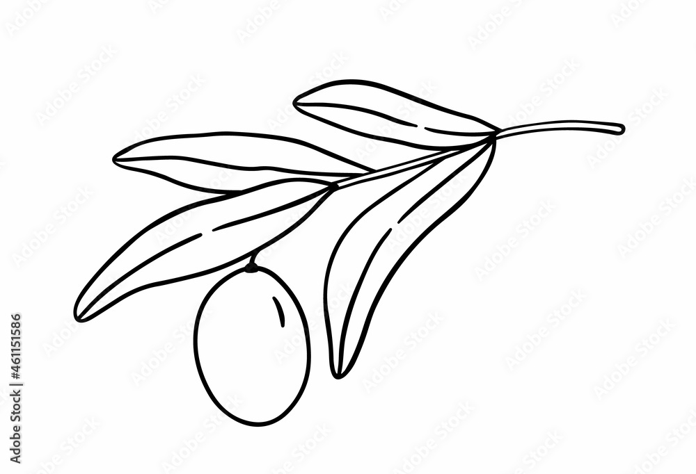 Olive branch with leaves isolated on white background. Vector hand-drawn illustration in outline style. Perfect for cards, logo, decorations, menu, cosmetic design. Olive branch with leaves isolated on white background. Vector hand-drawn illustration in outline style. Perfect for cards, logo, decorations, menu, cosmetic design.
