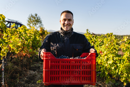 Obraz na płótnie Front view of caucasian man winemaker standing in the vineyard holding a box wit