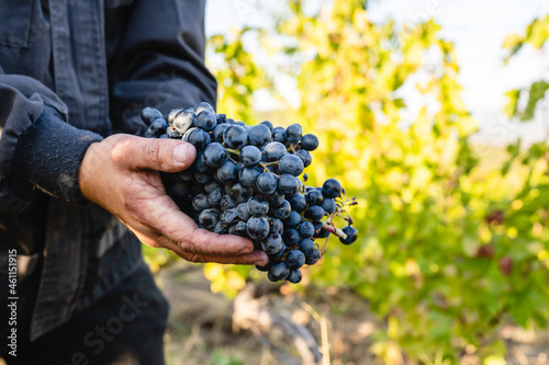 Close up on hands of unknown man holding a bunch of red grapes in vineyard copy space side view