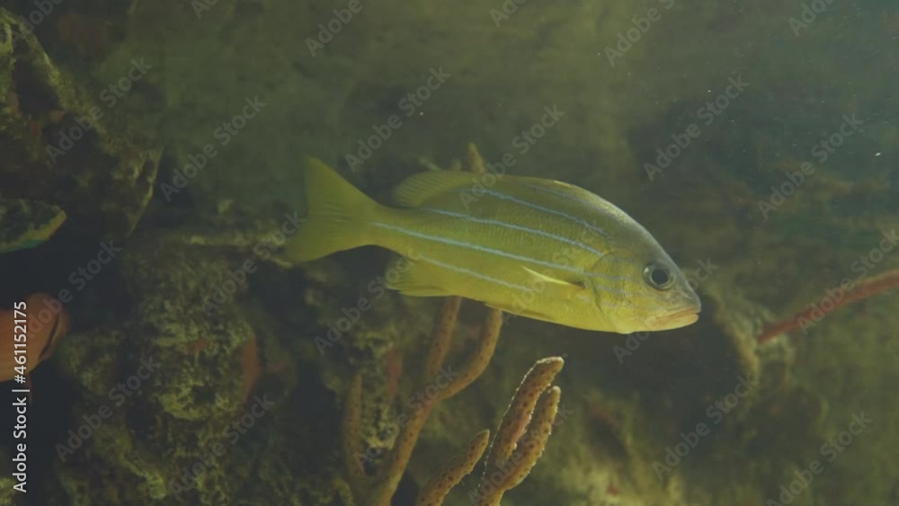 Line Snapper Bluestripe snapper, bluestripe sea perch or blue-line snapper. Lutjanus ...