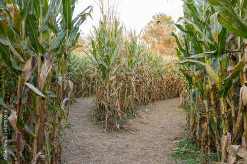 Corn maze offering two possible ways in the Cuyahoga Valley National Park, Cleveland, OH. 