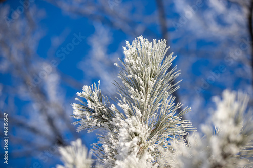 Frost on pine needles © Matthew