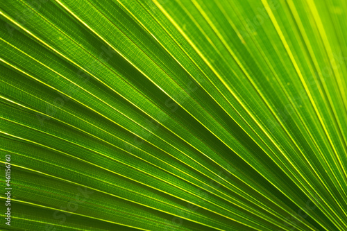 Green tropical palm leaves pattern abstract background