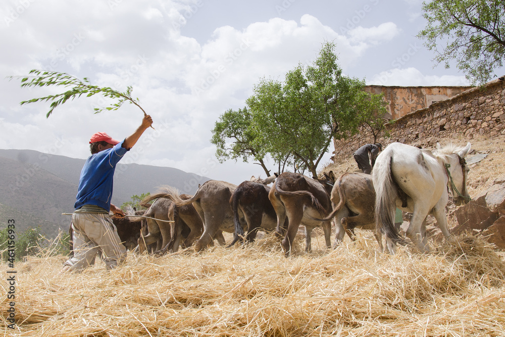 barley staking in the high atlas of Morocco