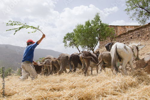 barley staking in the high atlas of Morocco