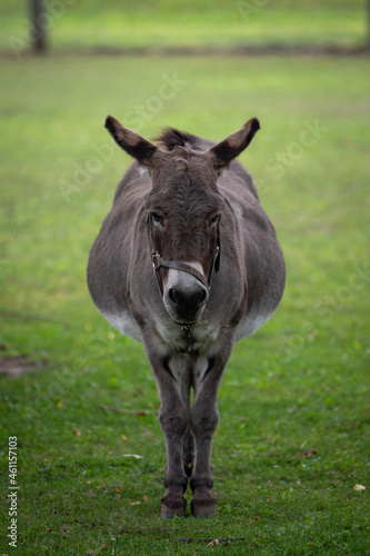Symmetrical view of a donkey with a wide load.