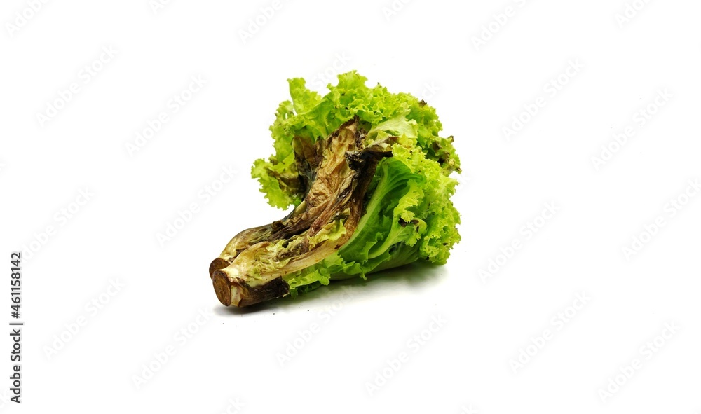 Lettuce spoils due to long storage in hot weather. - obrazy, fototapety, plakaty 
