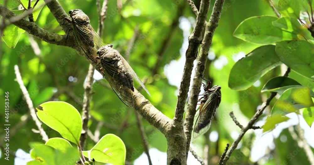 Where the cicadas are singing, another cicada flies in.
Audio is recorded with a gun microphone. Where the cicadas are singing, another cicada flies in.
Audio is recorded with a gun microphone.