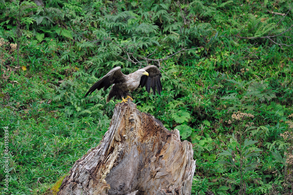 Fototapeta premium 倒木に止まるオジロワシの成鳥(北海道・知床)
