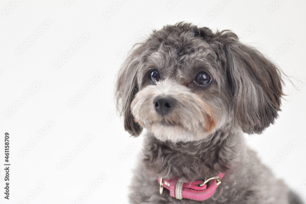 犬の横顔のクローズアップ ミックス犬の横顔のクローズアップ ミックス犬 プードル マルチーズ 犬 Stock Photo Adobe Stock