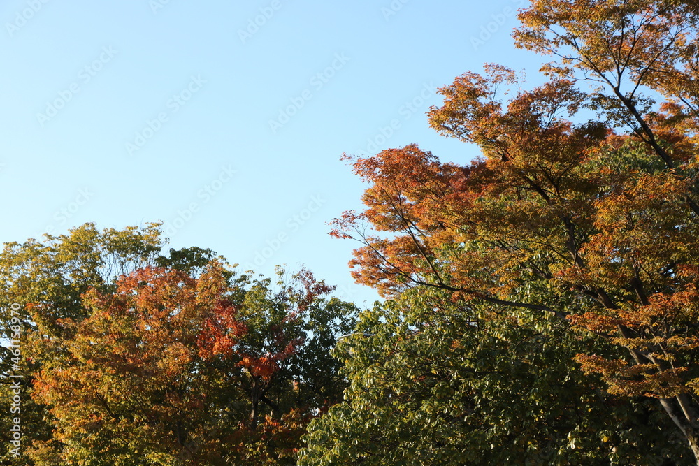 岡山県総合グラウンドの紅葉