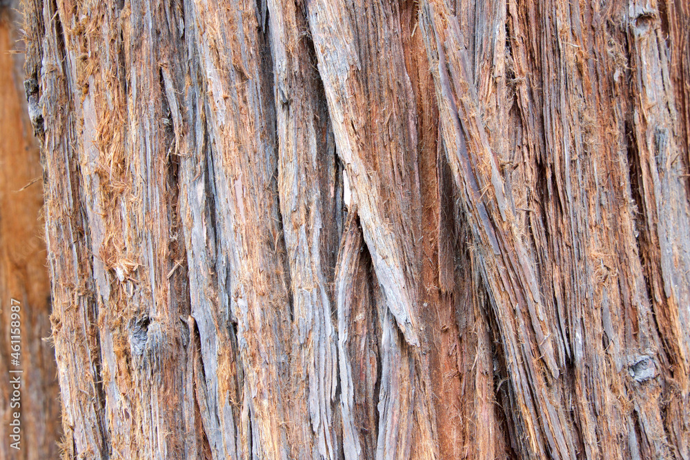 Close up background of Coastal Redwood, Sequoia sempervirens, tree bark. Native from Oregon to California Coastal range.