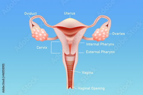 Illustration of female reproductive system on light blue background photo