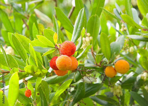 Close up of fruit on a Arbutus unedo tree, an evergreen shrub or small tree in the flowering plant family Ericaceae photo