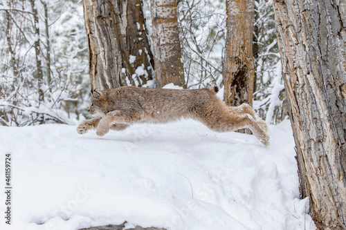 Bobcat In The Snow photo