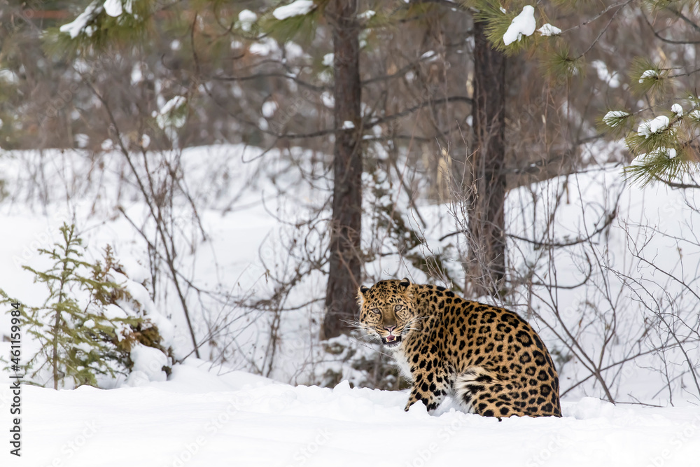 Amur Leopard In The Snow - obrazy, fototapety, plakaty 