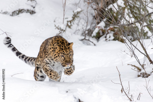 Amur Leopard In The Snow photo