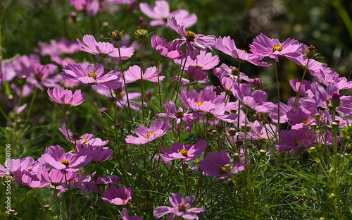 pink cosmos flowers in the garden