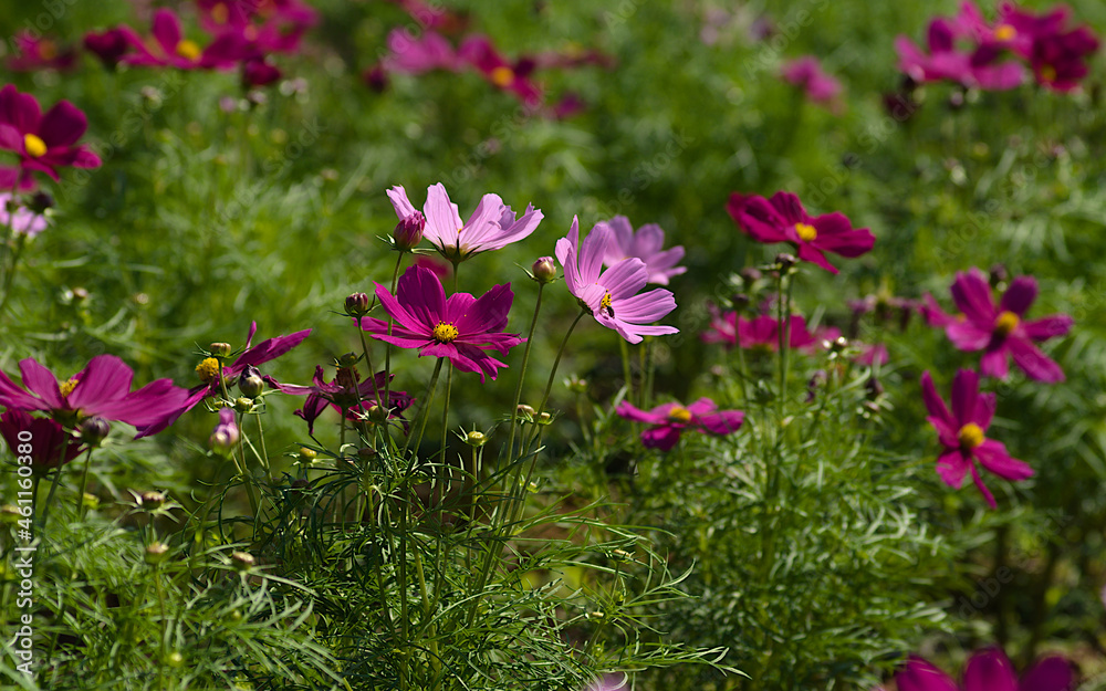 Fototapeta premium pink cosmos flowers in the garden