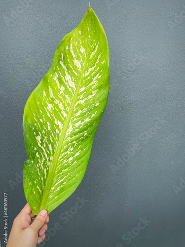 His hand hold spotted leave ,Green leaves containing white spots and flecks with clipping path.Exotic tropical leaf, isolated on grey background with clipping path.Close up.