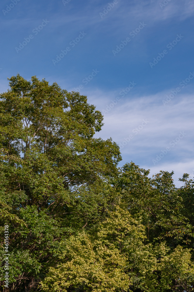 木々と青空