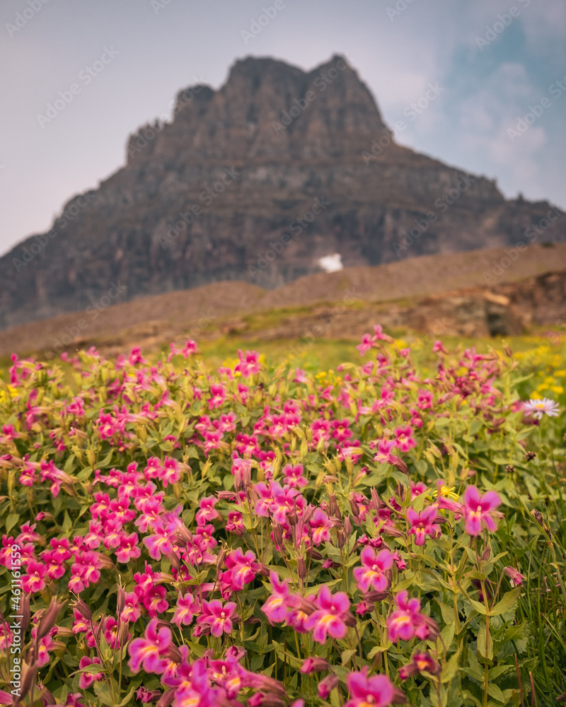 Obraz premium Logan Pass Glacier