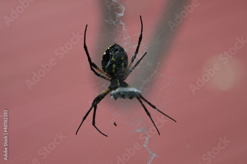 Garden Spider with a Trapped Fly