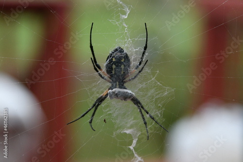 Garden Spider with a Trapped Fly