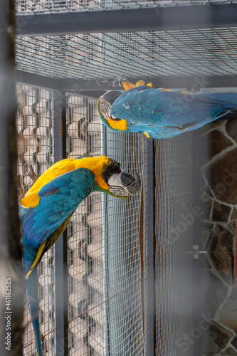 Pair of the Blue-and-yellow macaw (Ara ararauna), also known as the blue-and-gold macaw in the cage. A large South American parrots.