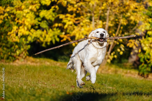 Happy golden retriever puppy runs with a long stick in his teeth through a dog park against the background of autumn blurred foliage. Active games with the dog to maintain its health
