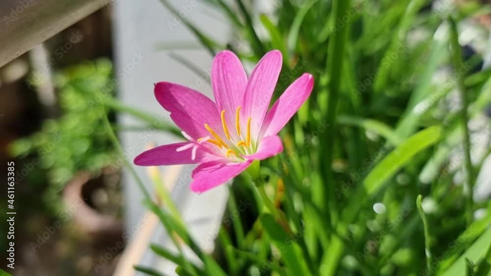 Pink flowers in the garden, house plant, The flowers swayed in the wind. Pink flowers in the garden, house plant, The flowers swayed in the wind.