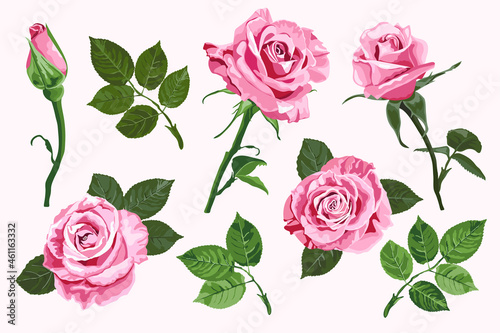 Pink vector roses elements set isolated on the white background