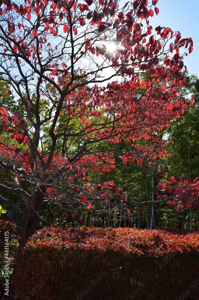 Naklejka premium Tree with red leaves are backlit