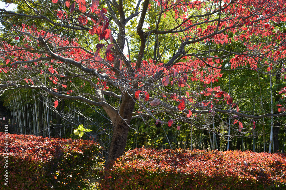 A symbol of autumn. A tree whose leaves have changed to red on a clear morning A symbol of autumn. A tree whose leaves have changed to red on a clear morning