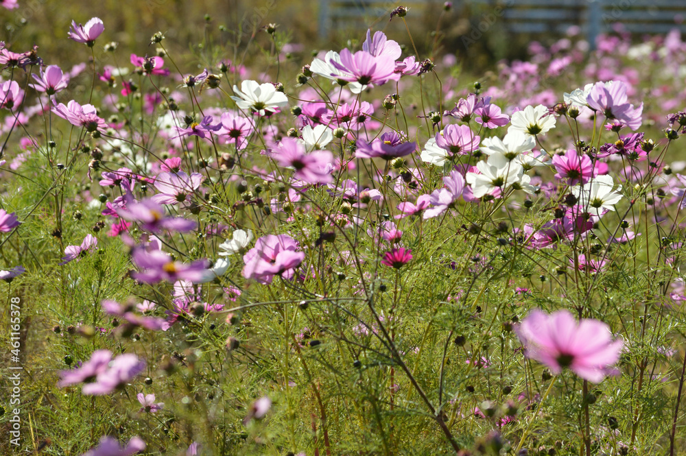 Obraz premium Cosmos clustered on a clear autumn day, many white and pink flowers are in bloom
