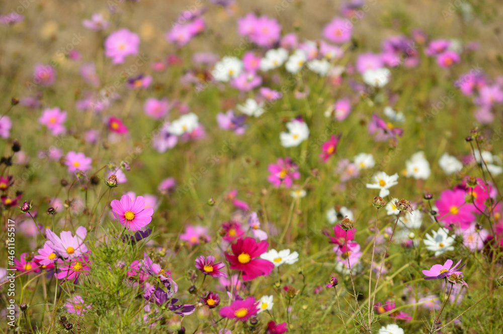 Cosmos clustered on a clear autumn day, many white and pink flowers are in bloom