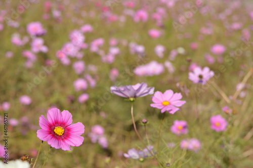 Cosmos clustered on a clear autumn day  many white and pink flowers are in bloom