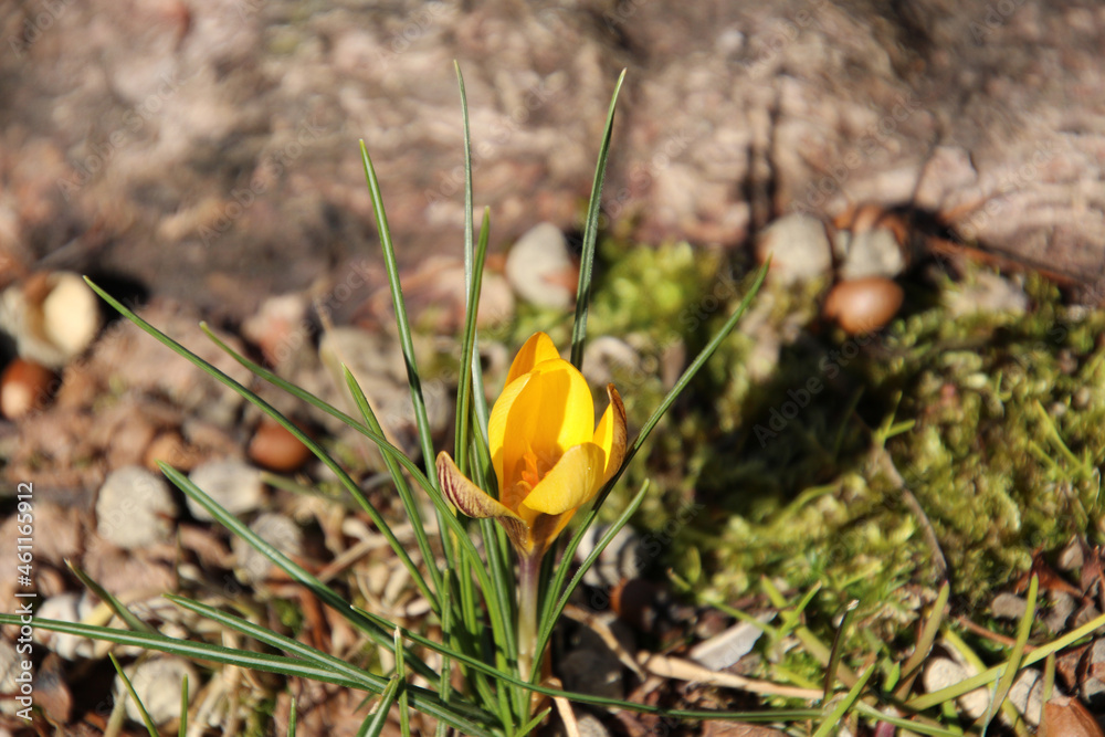 A yellow flower centered in the photo A yellow flower centered in the photo